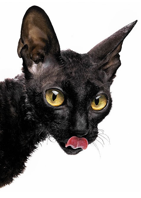 LANGUE-DE-CHAT.jpg