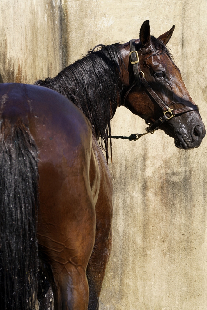 DSC6123n-kok.jpg