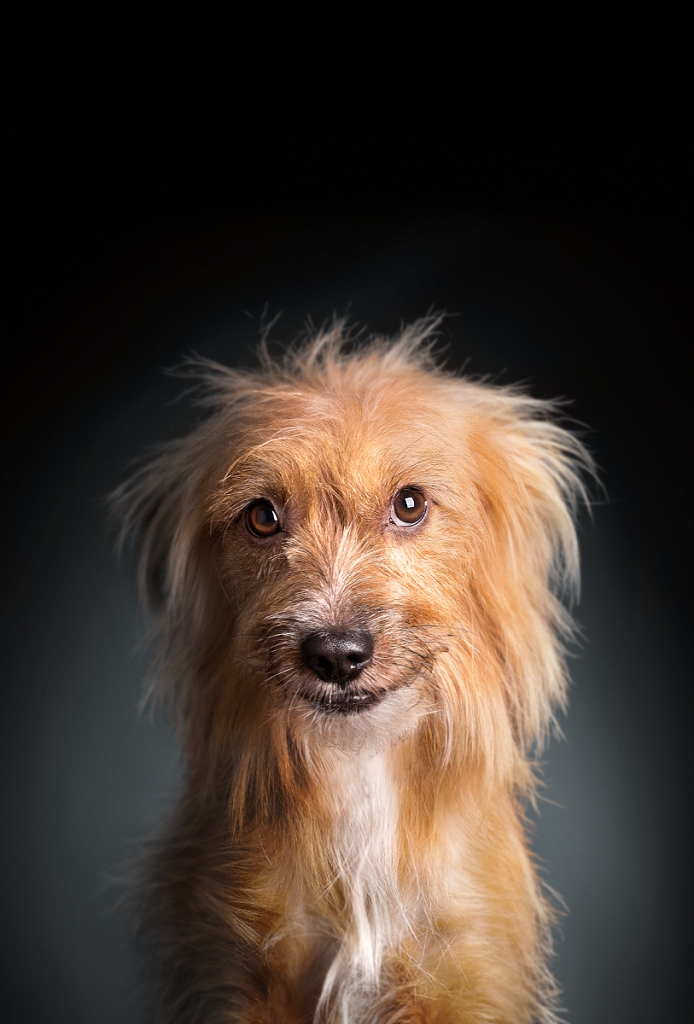 BOBBY-2-30X45-XX-kok.jpg